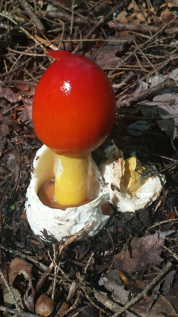 Amanite de Jackson (Amanita jacksonii)