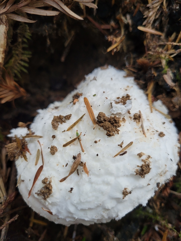 Amanite de Smith (Amanita smithiana)