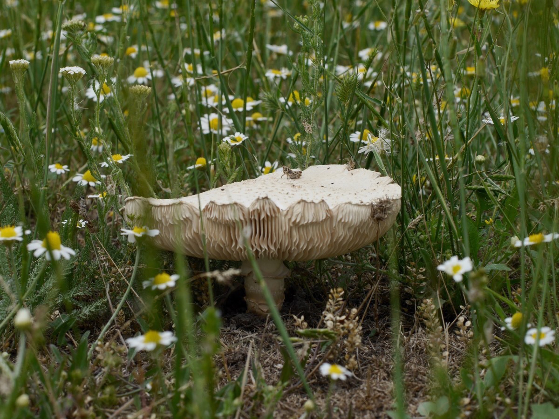 Amanite de Vittadini (Saproamanita vittadinii)