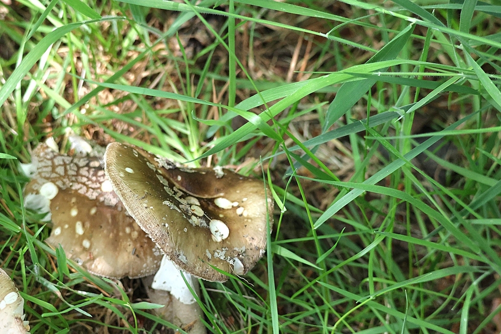 Amanite épaisse (Amanita excelsa)