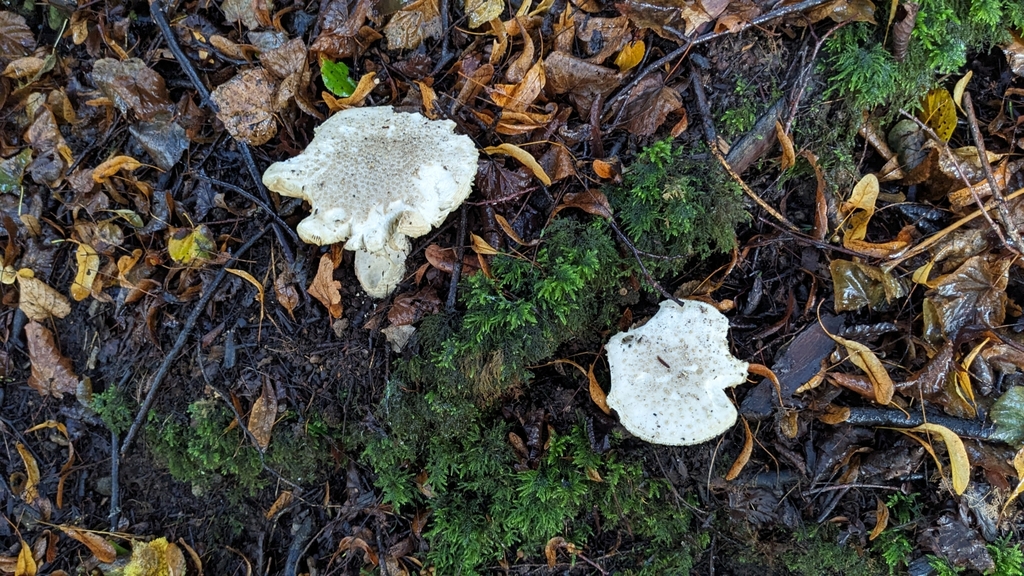Amanite épineuse (Amanita echinocephala)