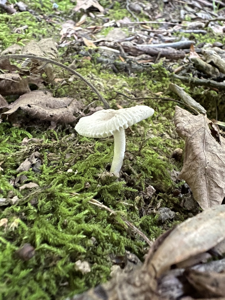 Amanite farineuse (Amanita farinosa)