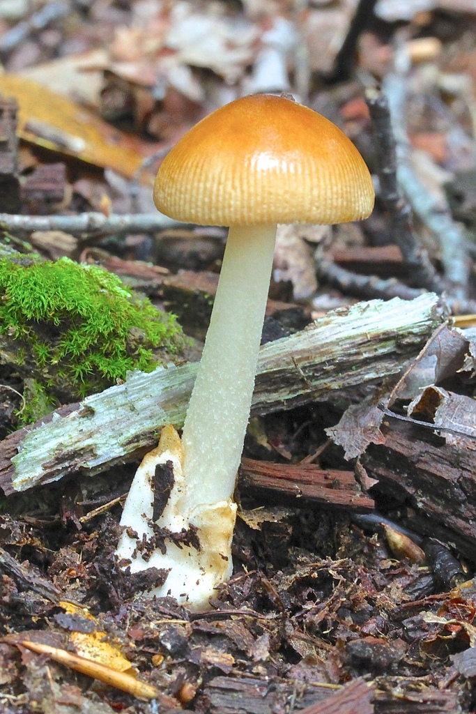 Amanite fauve (Amanita fulva)