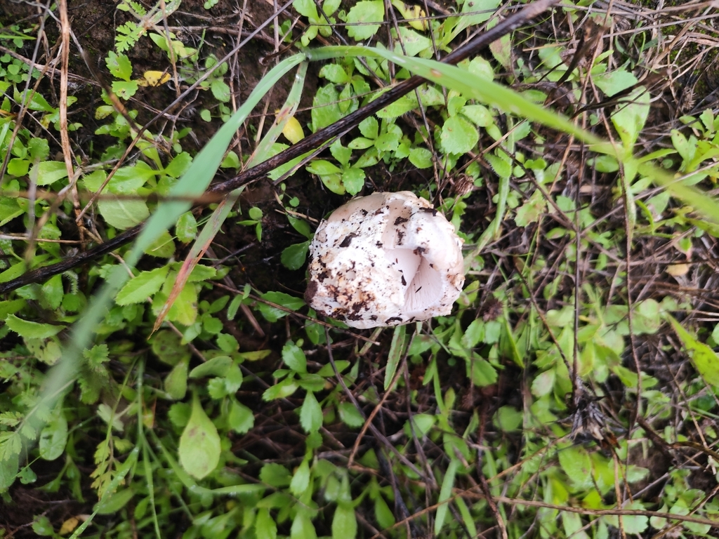 Amanite grisette (Amanita vaginata)