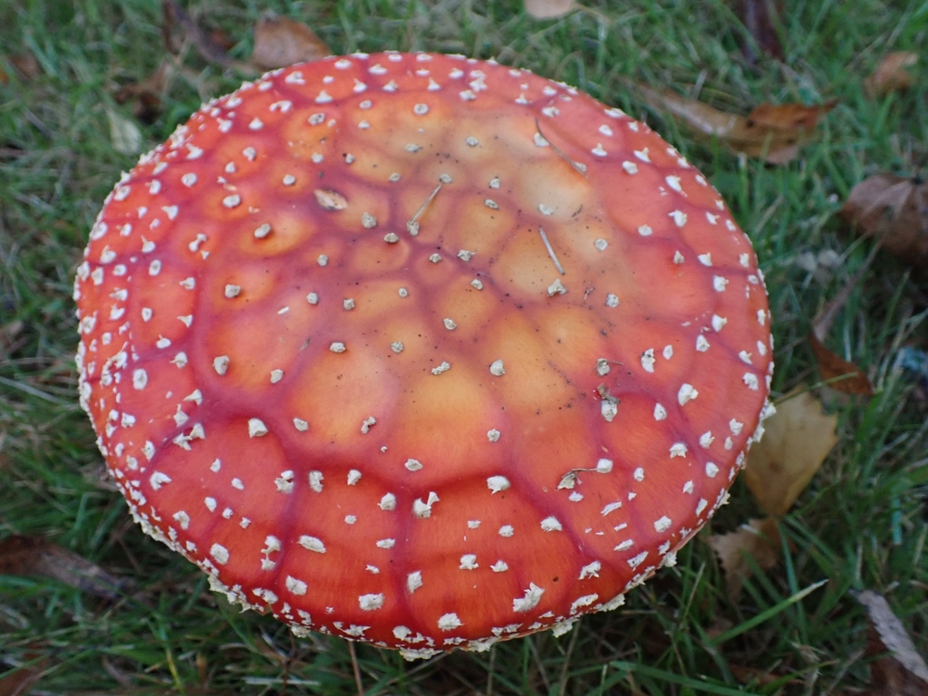 Amanite jonquille (Amanita gemmata)