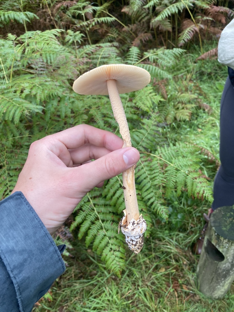 Amanite orangée (Amanita crocea)