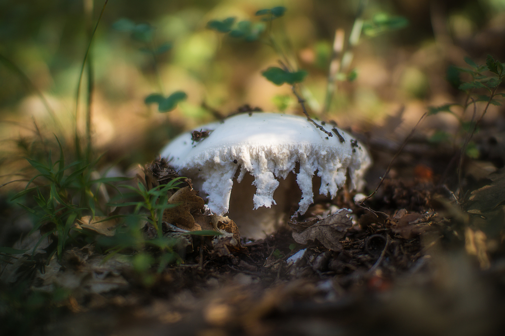 Amanite ovoïde (Amanita ovoidea)