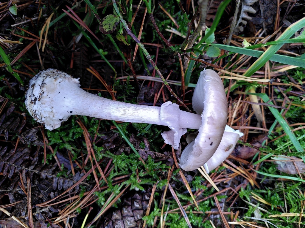Amanite porphyre (Amanita porphyria)