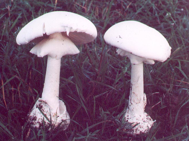 Amanite printanière (Amanita verna)