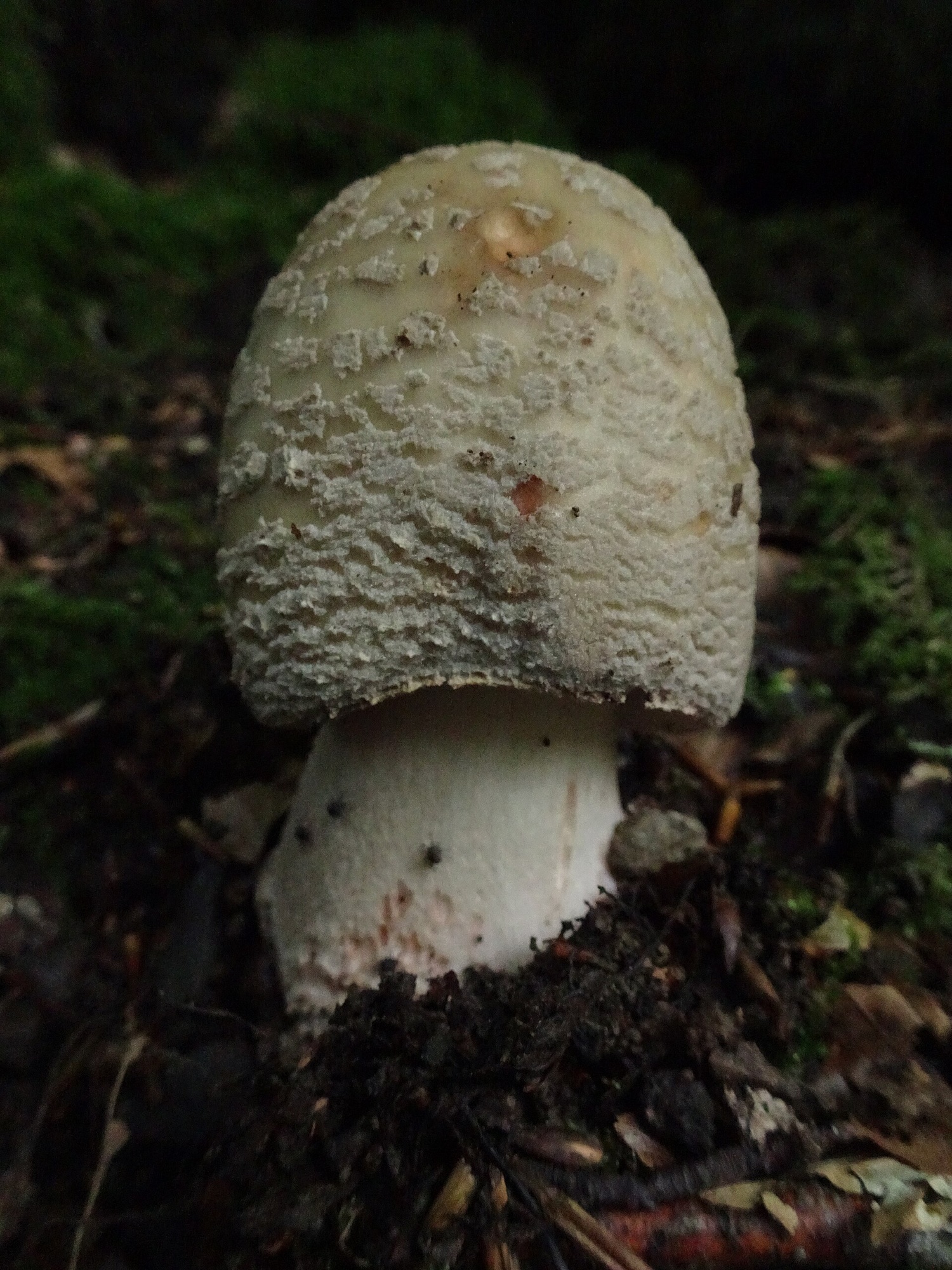 Amanite rougissante (Amanita rubescens)