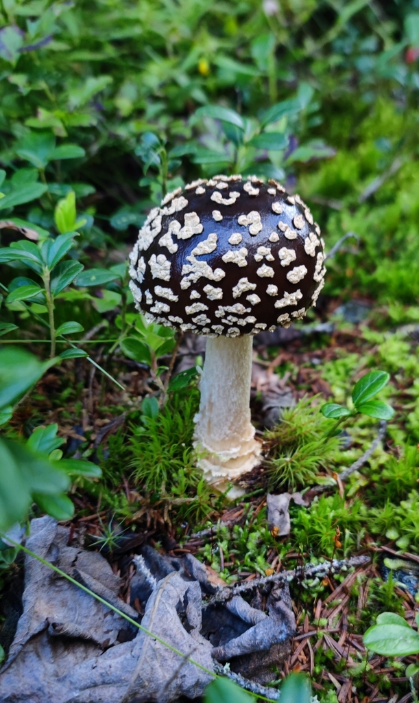 Amanite royale (Amanita regalis)