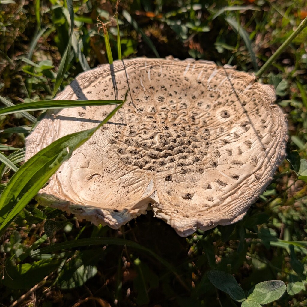 Amanite solitaire (Amanita strobiliformis)