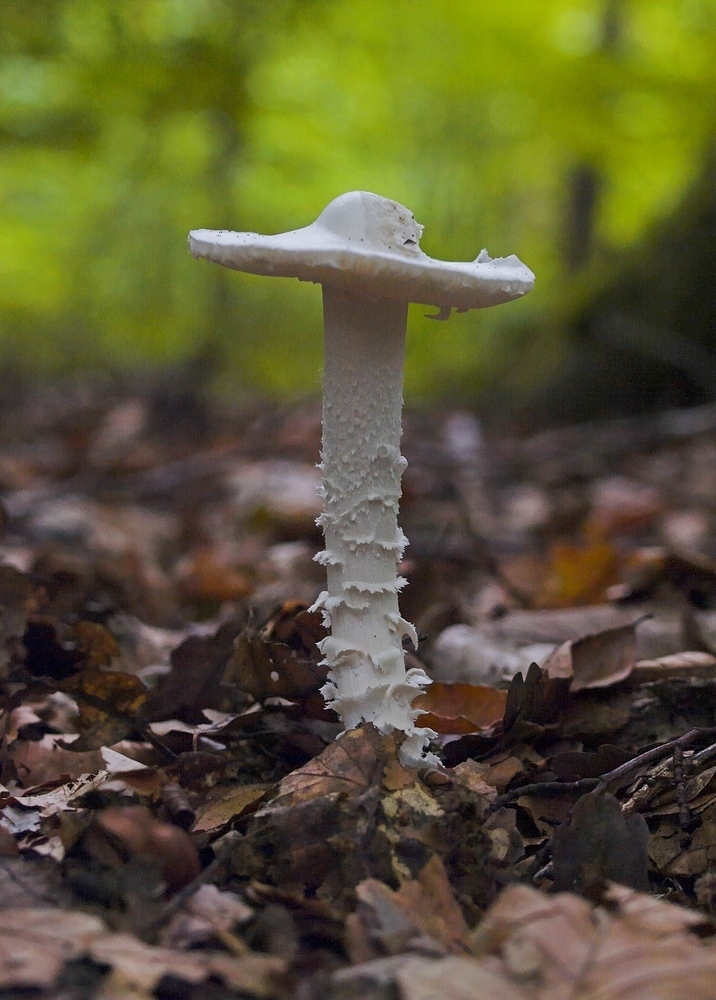 Amanite vireuse (Amanita virosa)