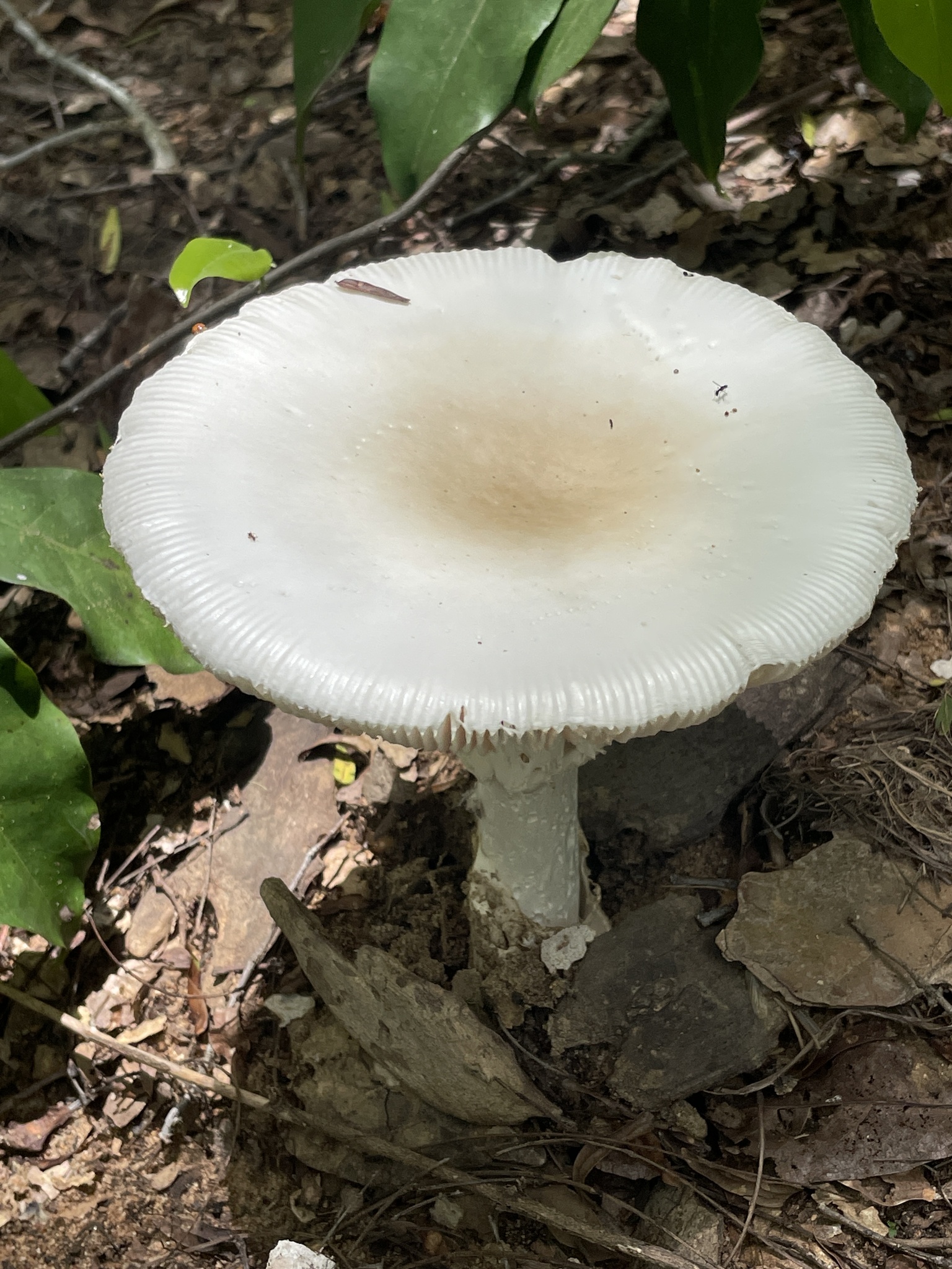 Amanite zambienne (Amanita zambiana)