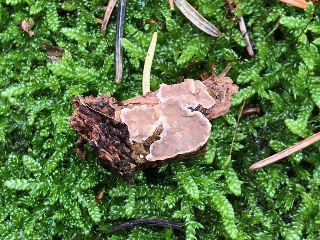 Amylostérée de Chaillet (Amylostereum chailletii)