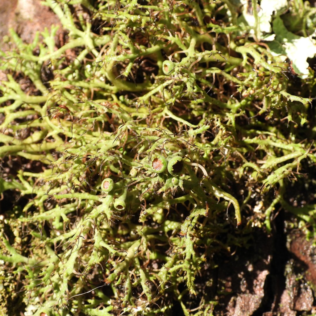 Anaptychie ciliée (Anaptychia ciliaris)