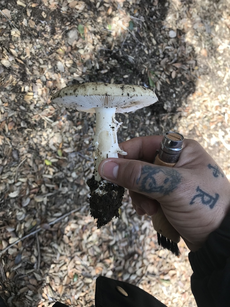 Ange de la mort (Amanita ocreata)