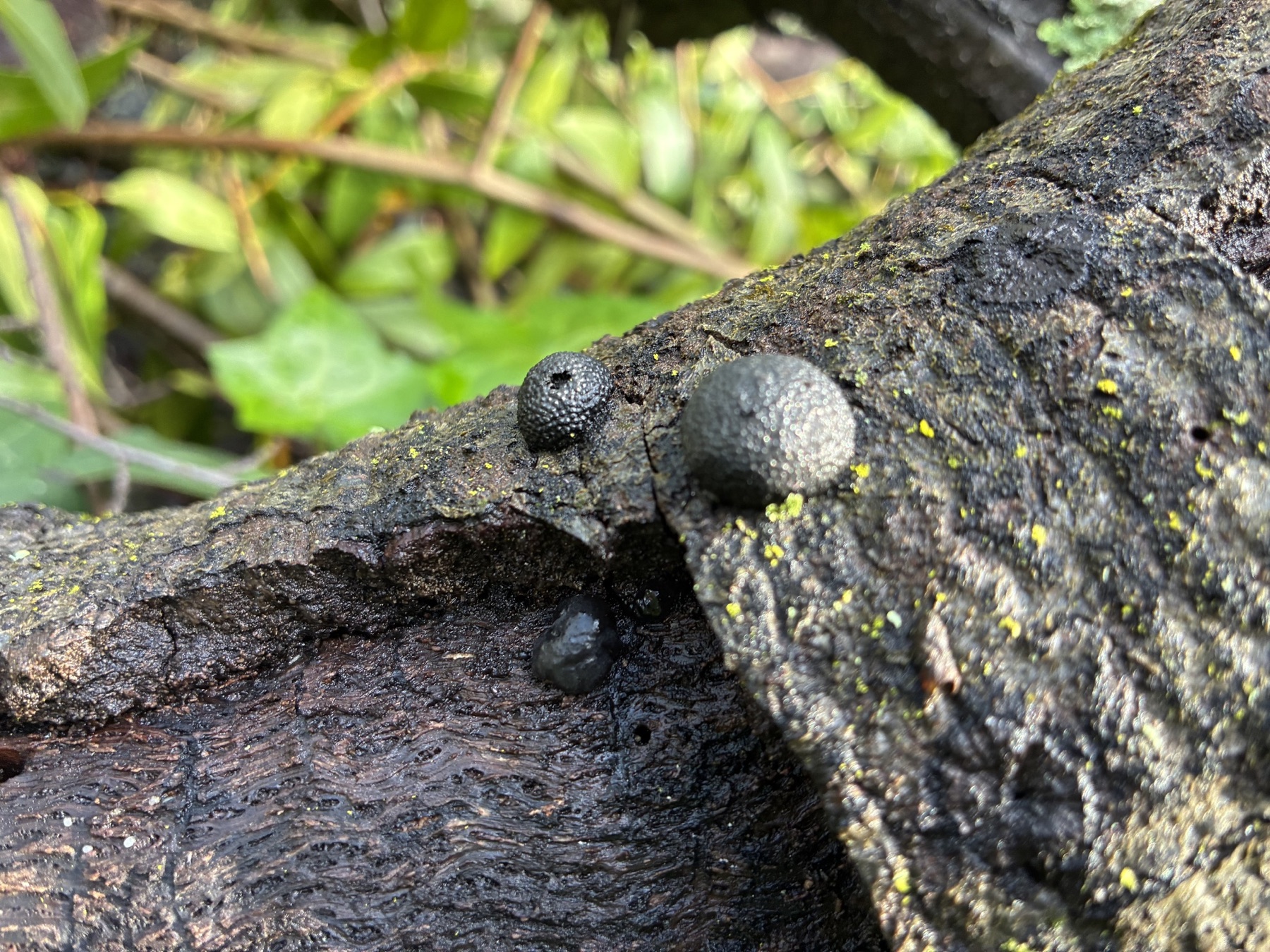 Annulohypoxylon thouarsianum (Annulohypoxylon thouarsianum)