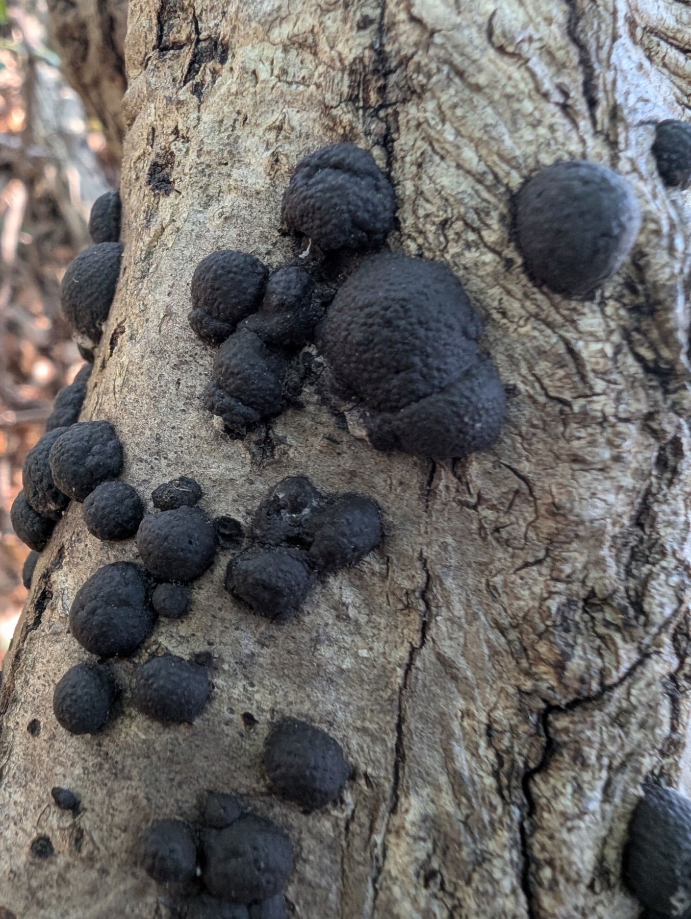 Annulohypoxylon truncatum (Annulohypoxylon truncatum)