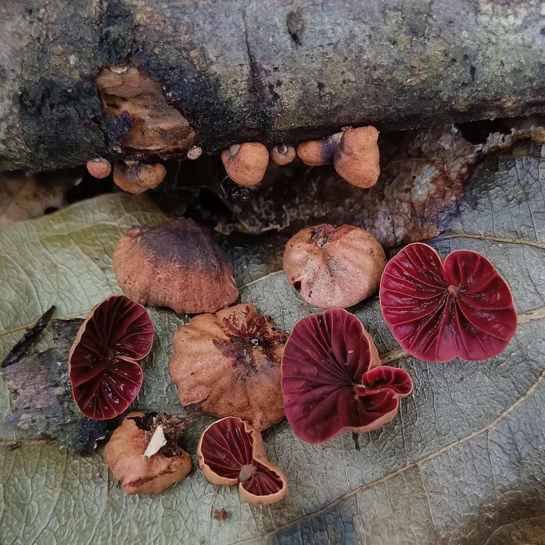 Anthracophyllum archeri (Anthracophyllum archeri)