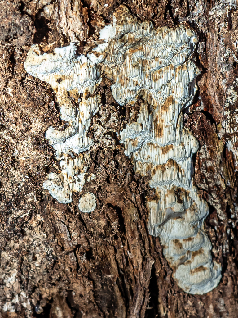 Antrodie sériée (Antrodia serialis)