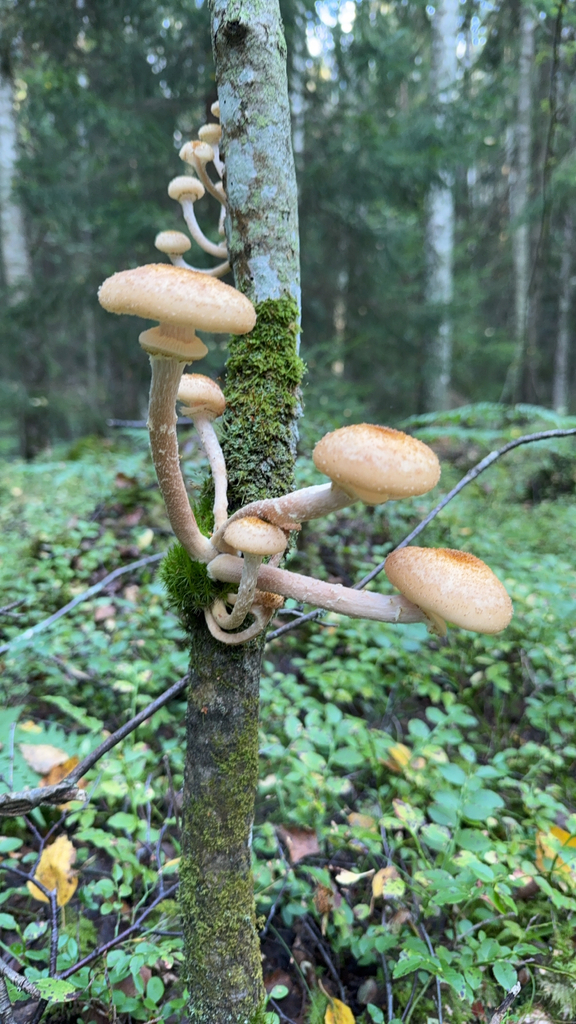 Armillaire boréale (Armillaria borealis)