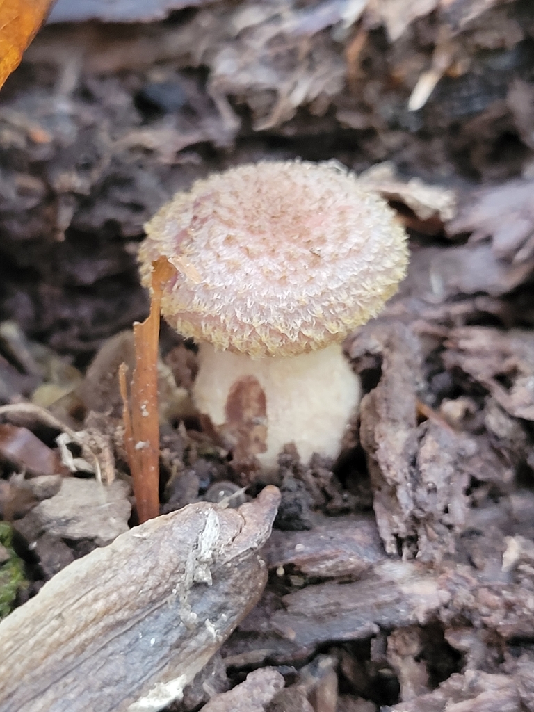 Armillaire bulbeuse (Armillaria gallica)