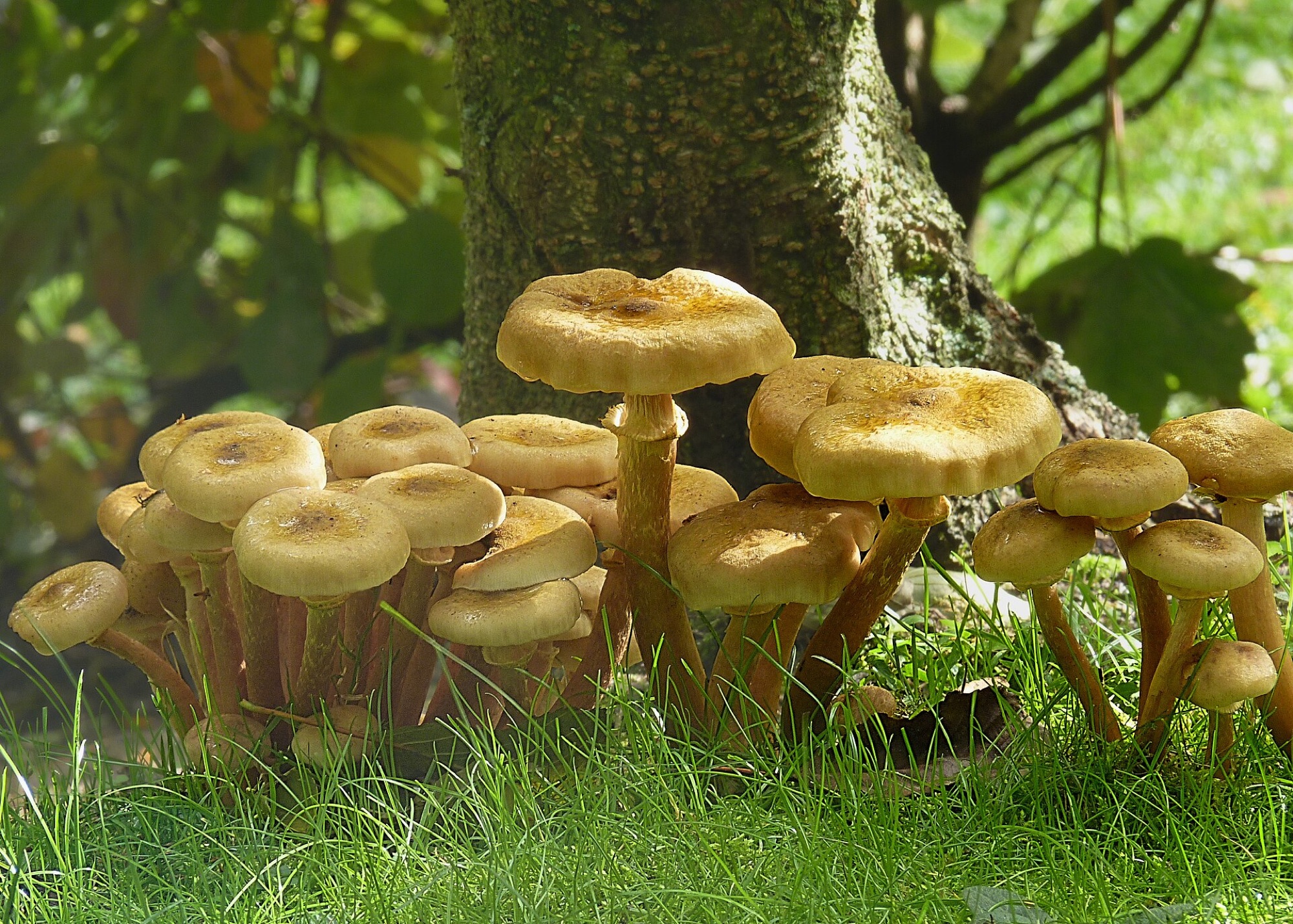 Armillaire couleur de miel (Armillaria mellea)