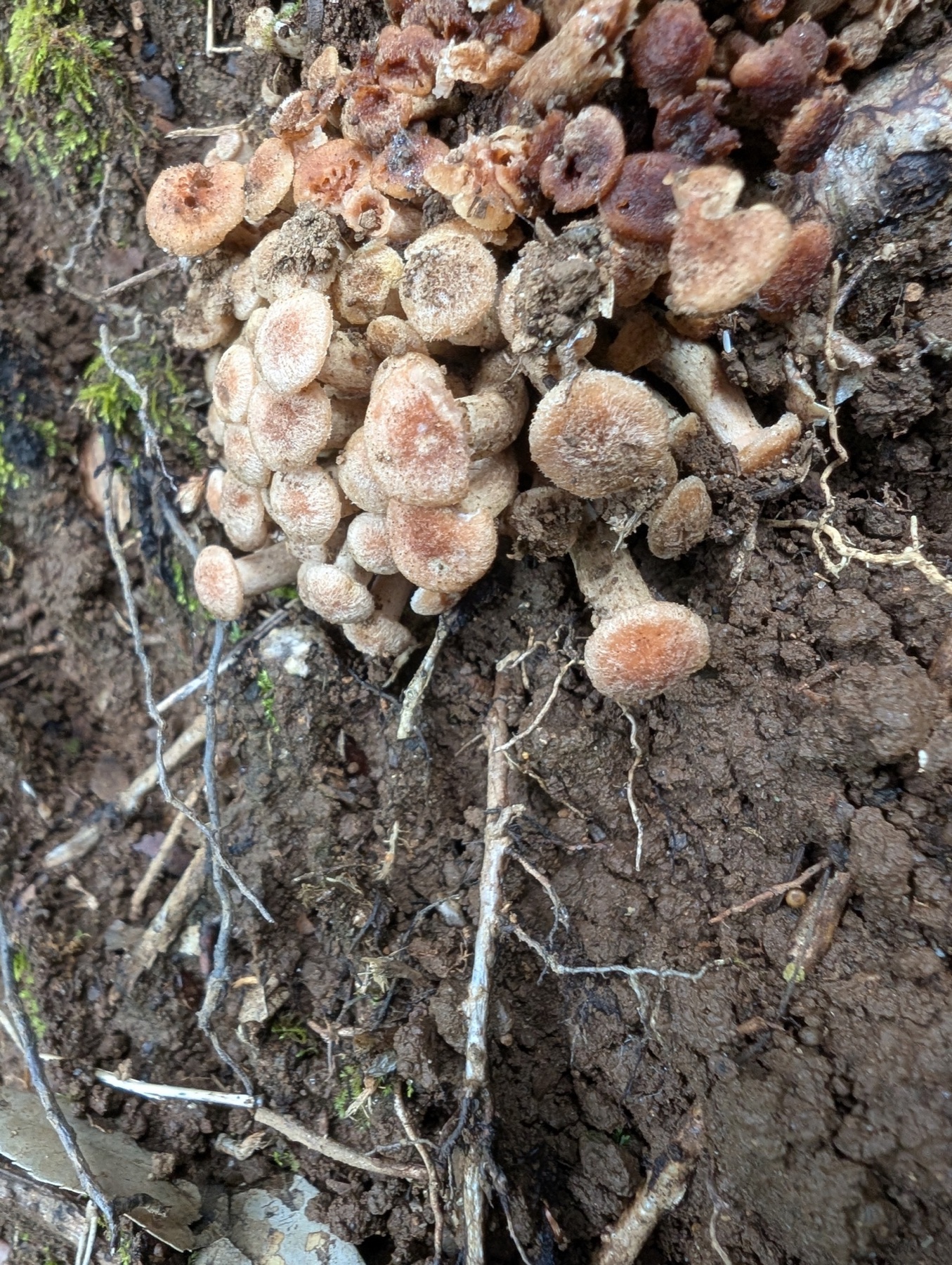 Armillaire sans anneau (Desarmillaria tabescens)