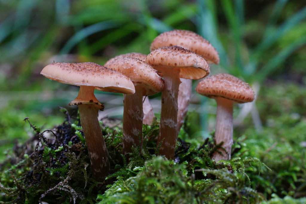 Armillaire sombre (Armillaria ostoyae)
