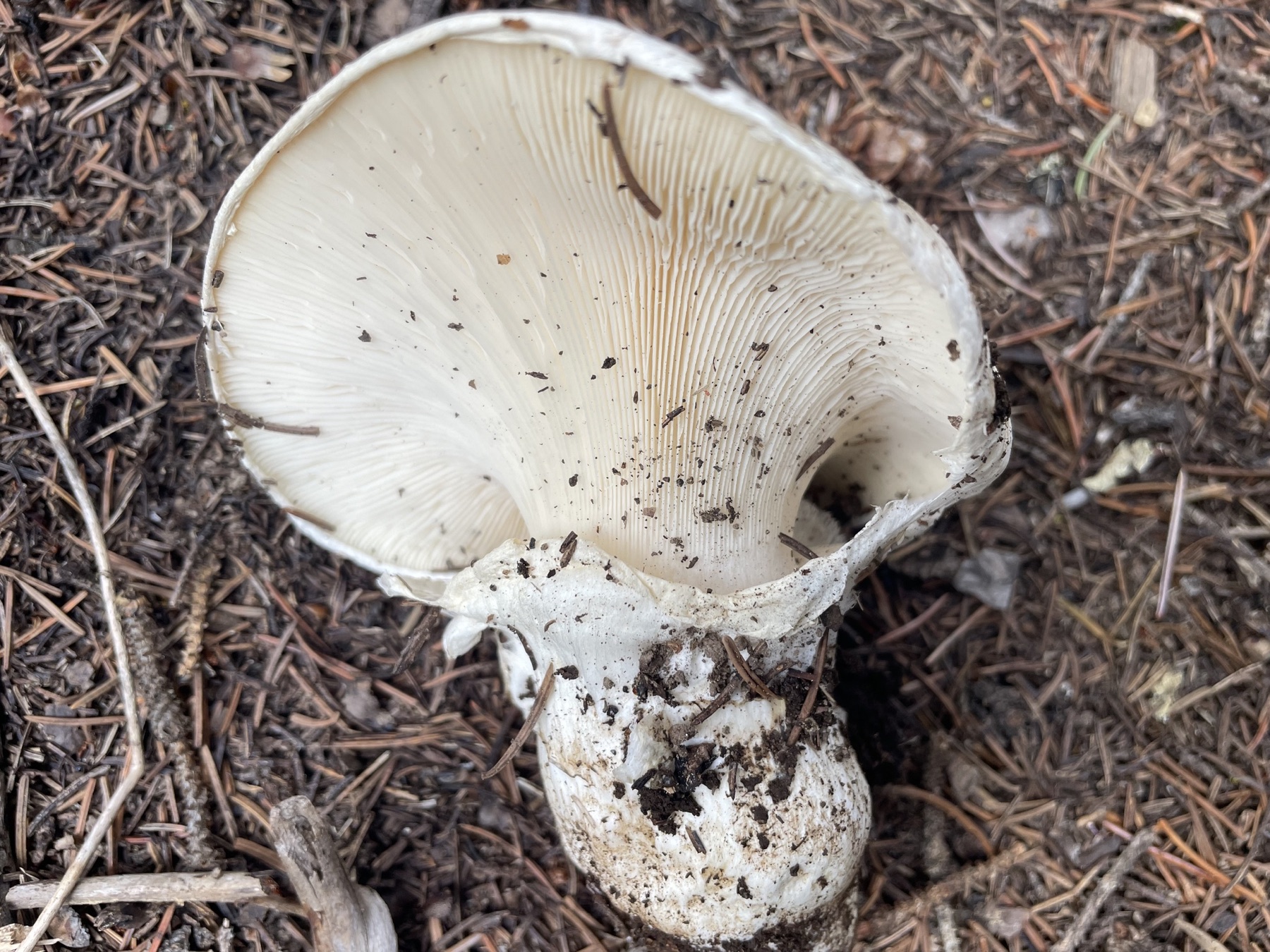 Armillaire ventru (Catathelasma ventricosum)