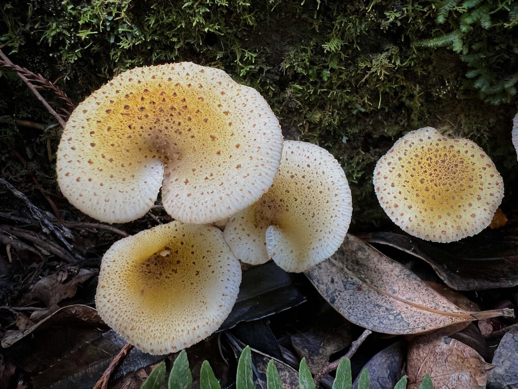 Armillaria limonea (Armillaria limonea)