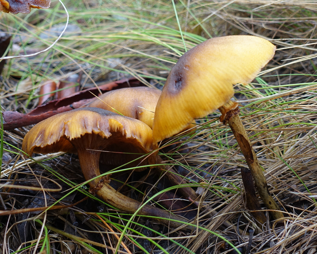 Armillaria luteobubalina (Armillaria luteobubalina)