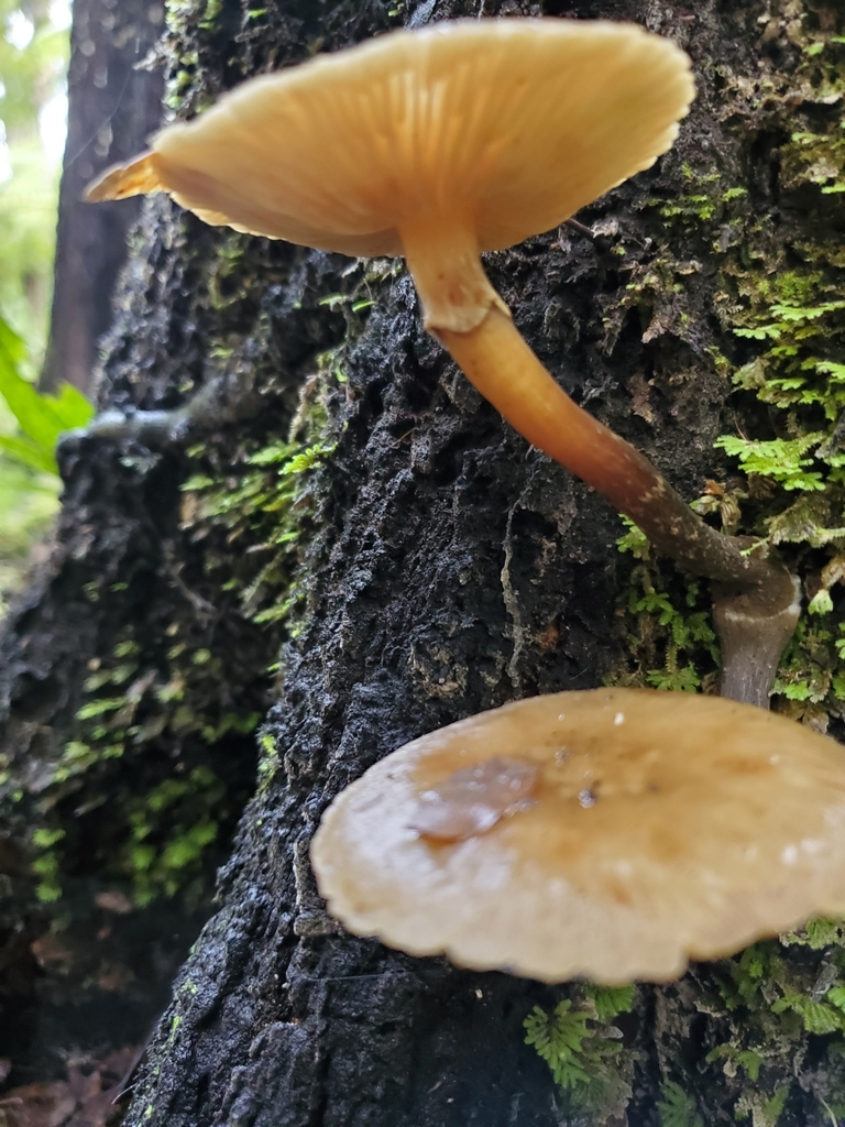 Armillaria novae-zelandiae (Armillaria novae-zelandiae)
