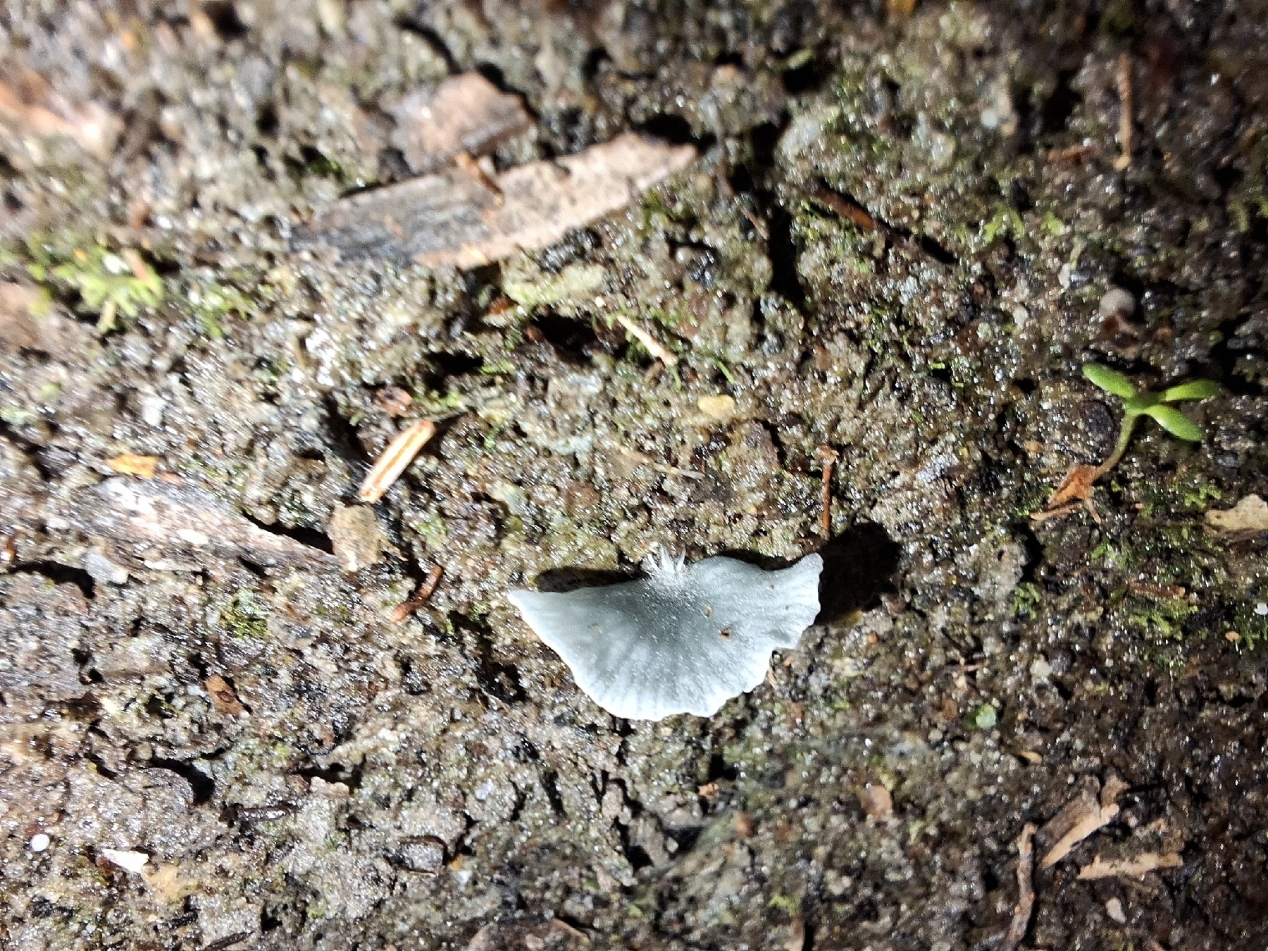 Arrhenia chlorocyanea (Arrhenia chlorocyanea)