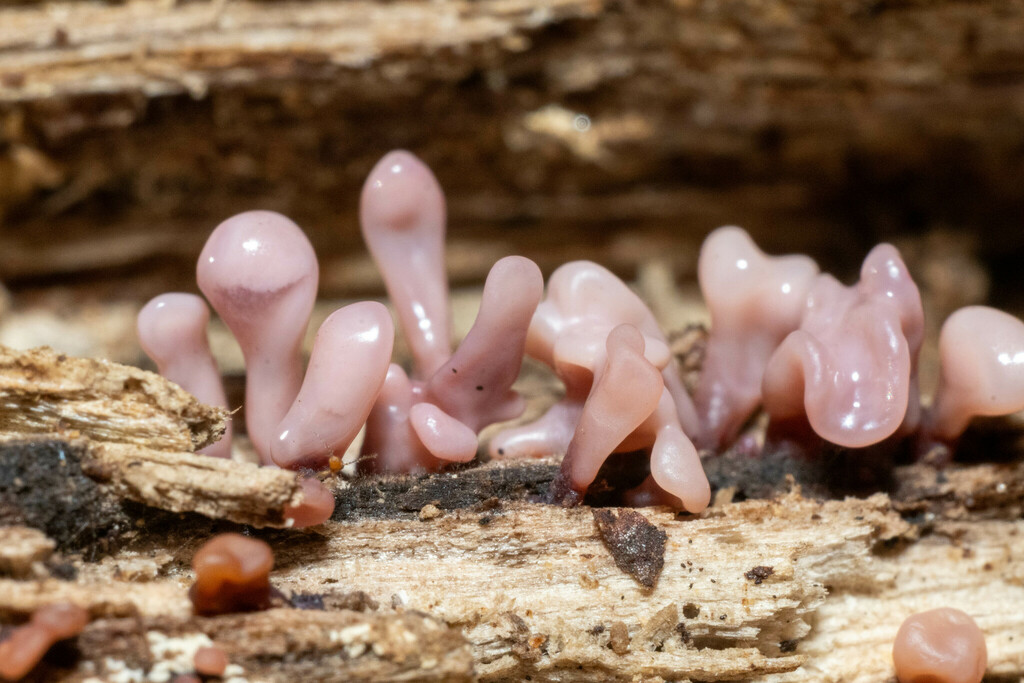Ascocoryne sarcoïde (Ascocoryne sarcoides)