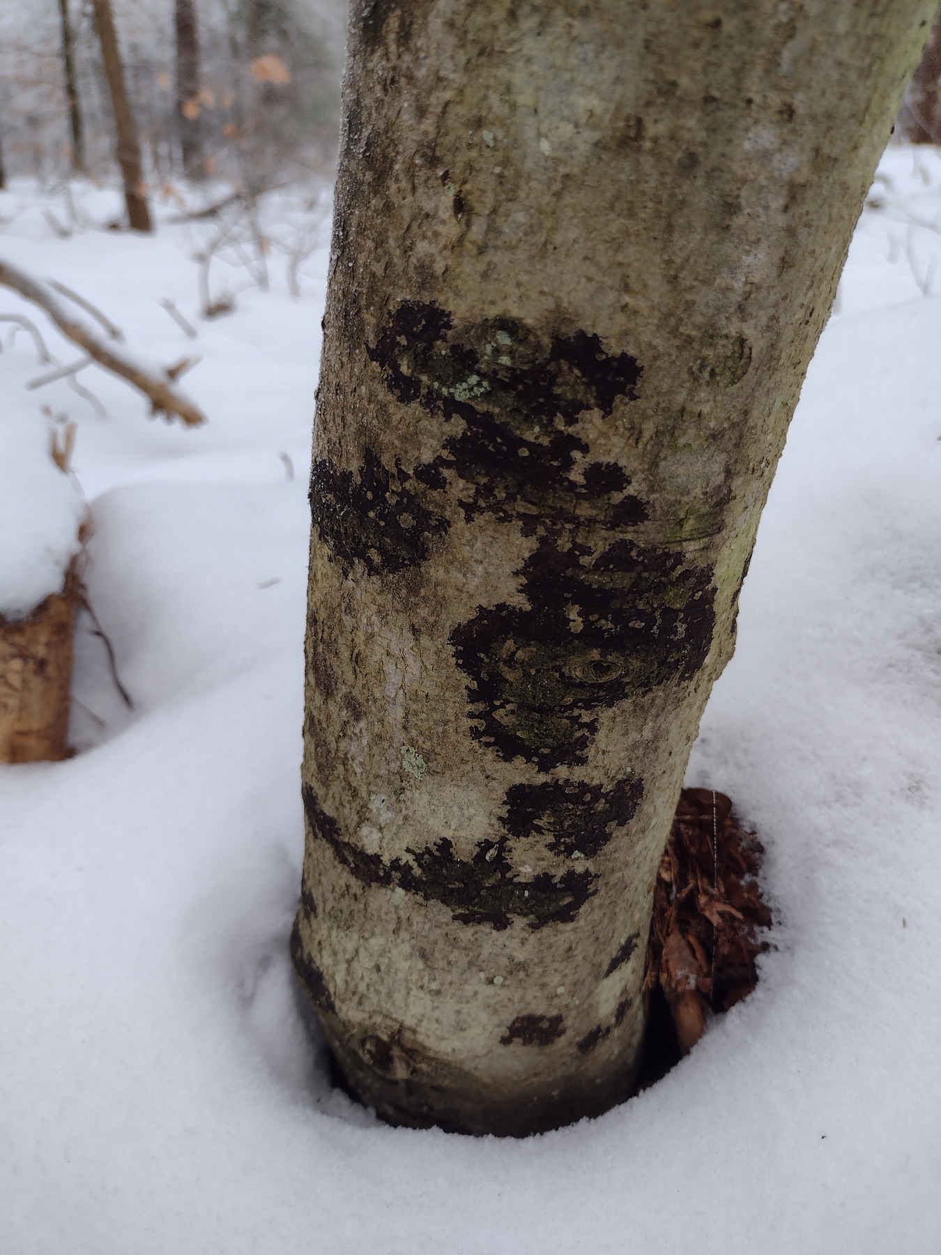 Ascodichaena rugosa (Ascodichaena rugosa)