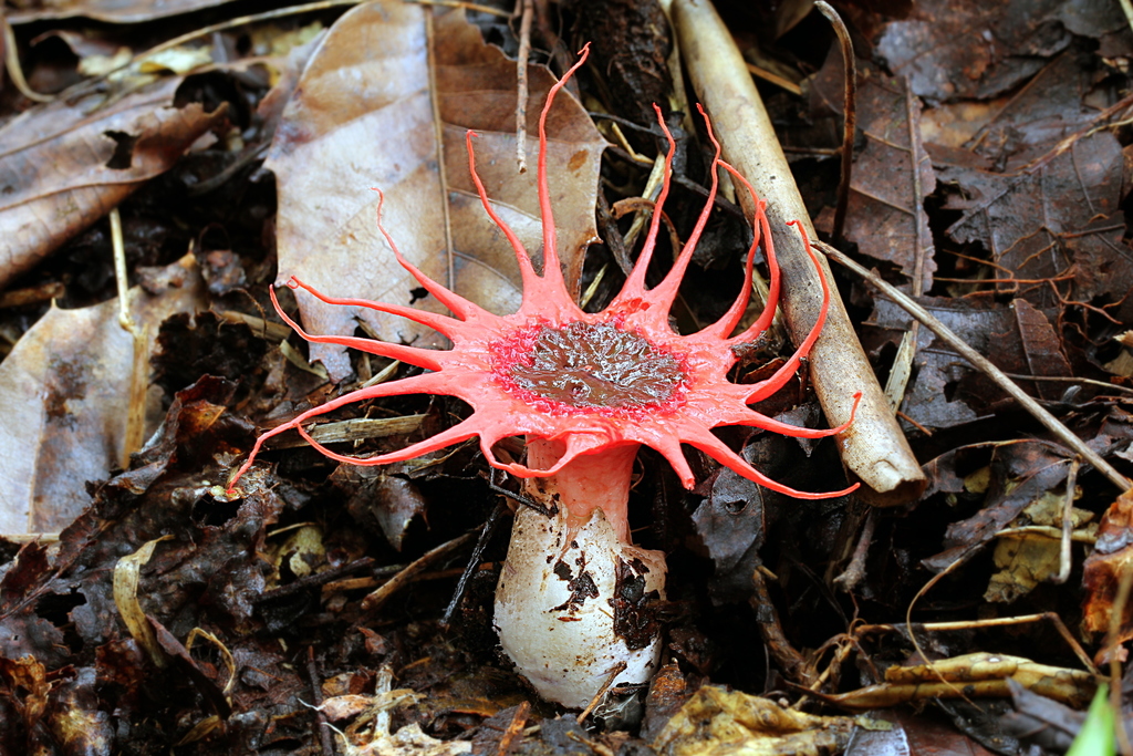 Aseroe rubra (Aseroe rubra)
