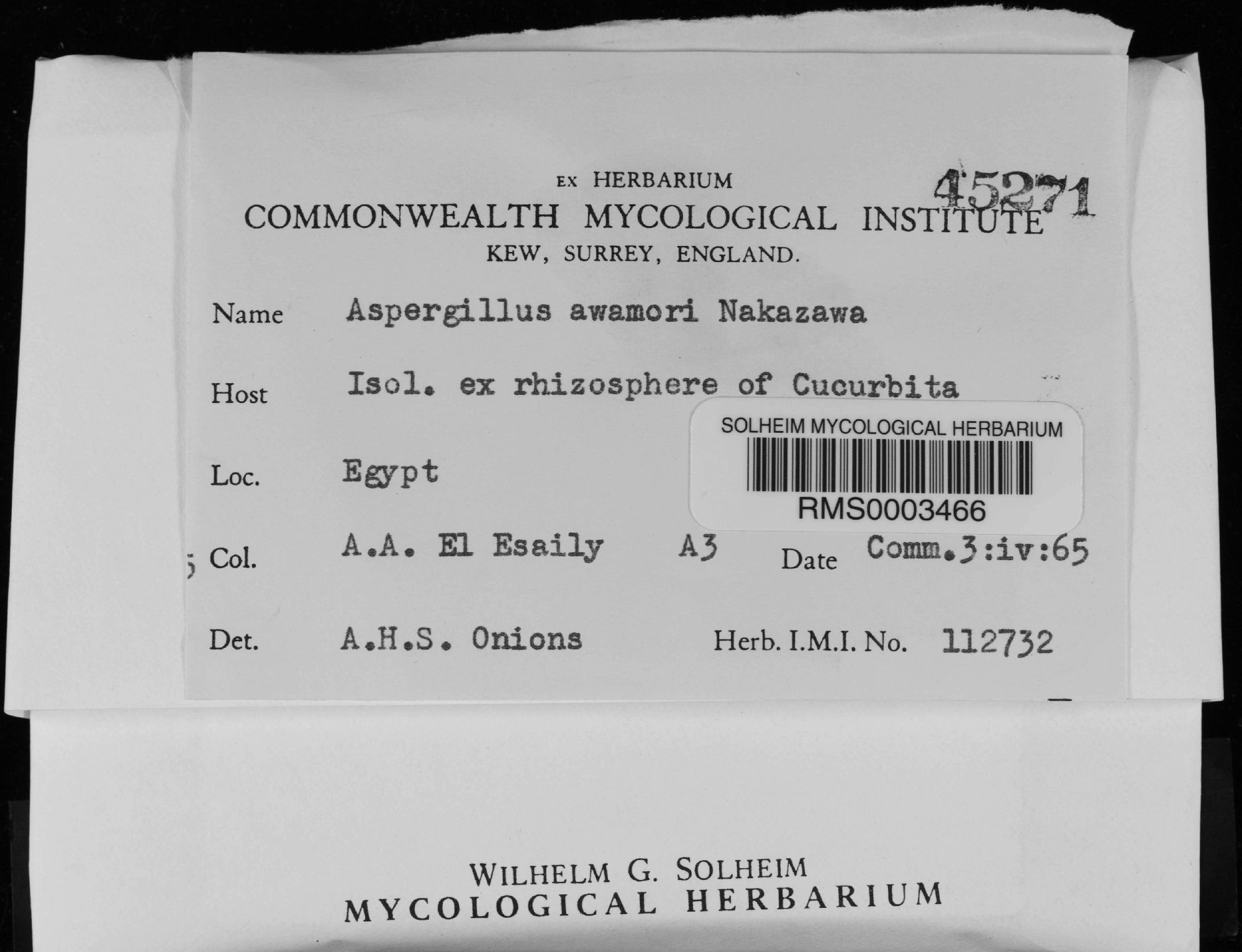 Aspergille du shōchū (Aspergillus luchuensis)