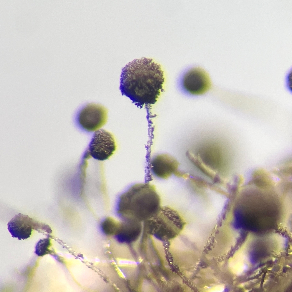 Aspergille noir (Aspergillus niger)