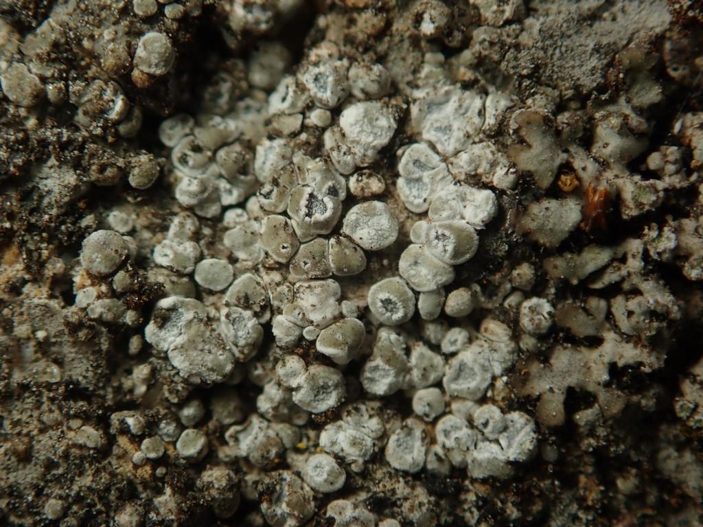 Aspicilie confus (Circinaria contorta)