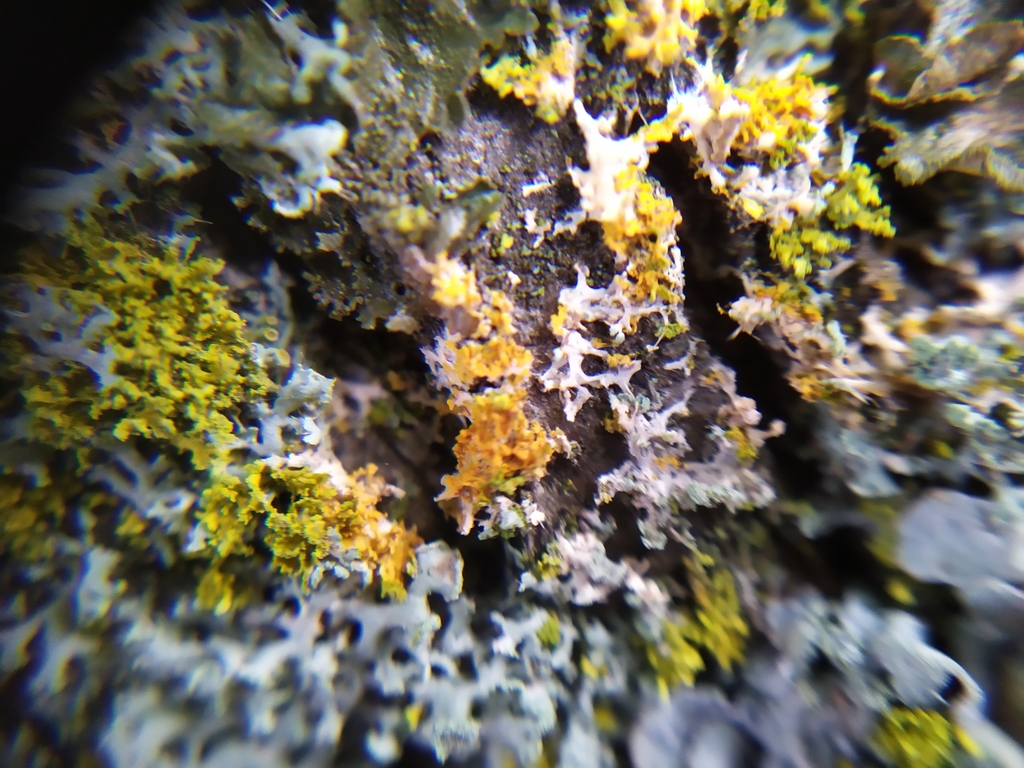 Athelia arachnoidea (Athelia arachnoidea)