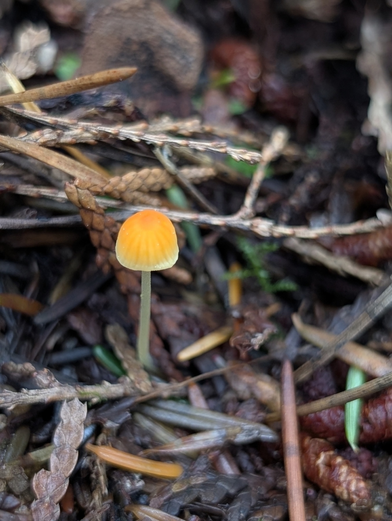 Atheniella aurantiidisca (Atheniella aurantiidisca)