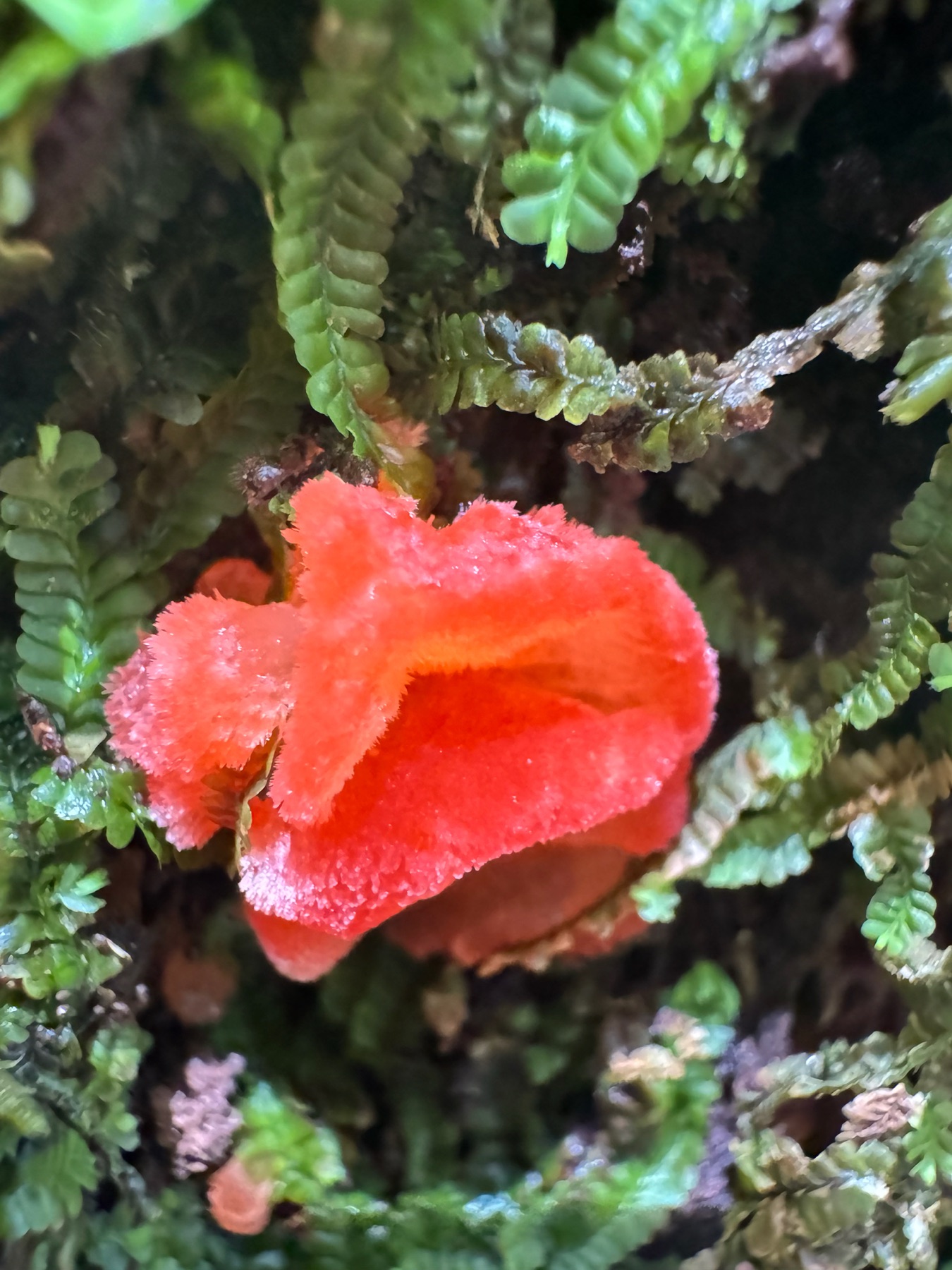 Aurantiporus pulcherrimus (Aurantiporus pulcherrimus)