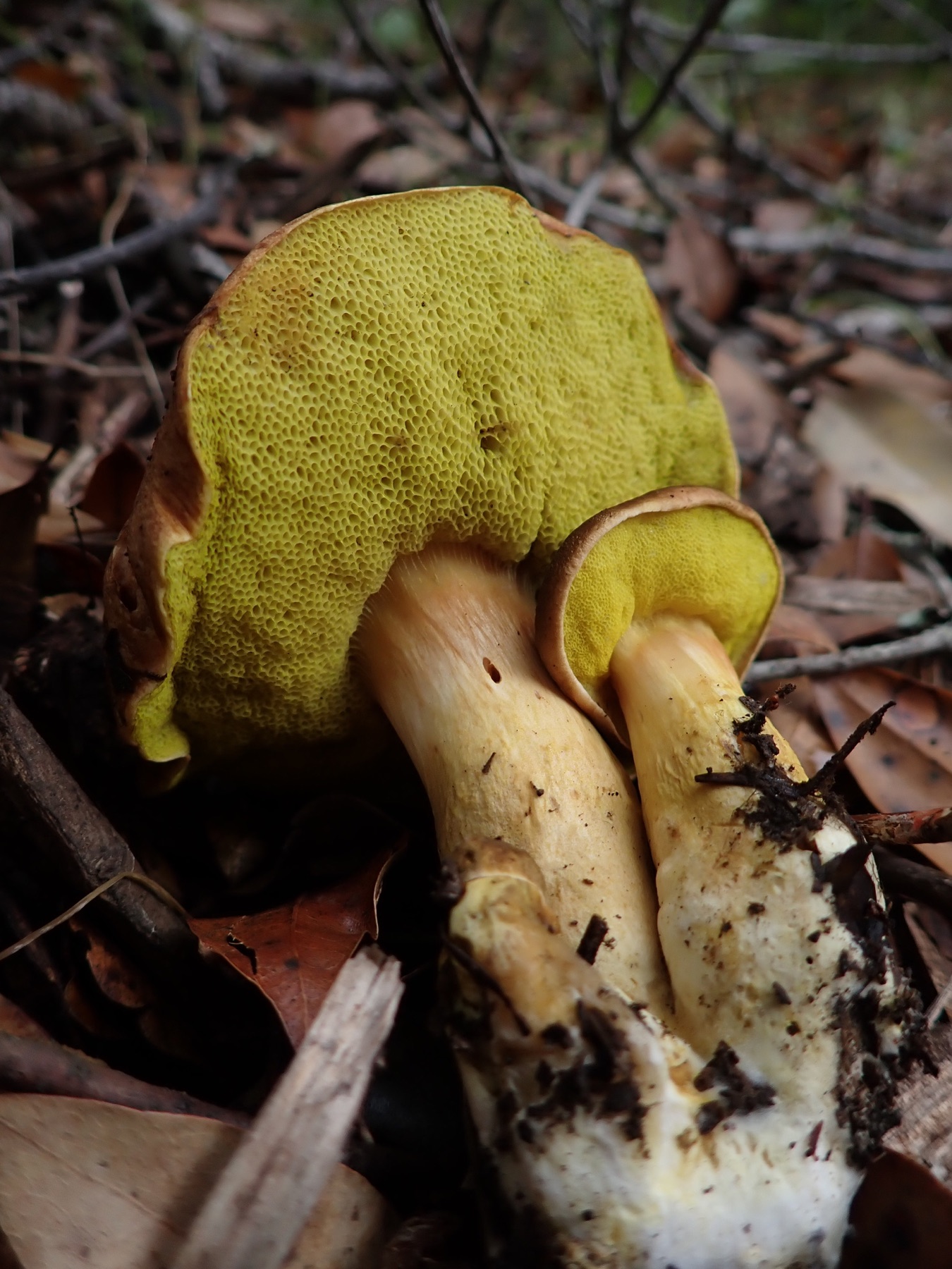 Aureoboletus flaviporus (Aureoboletus flaviporus)