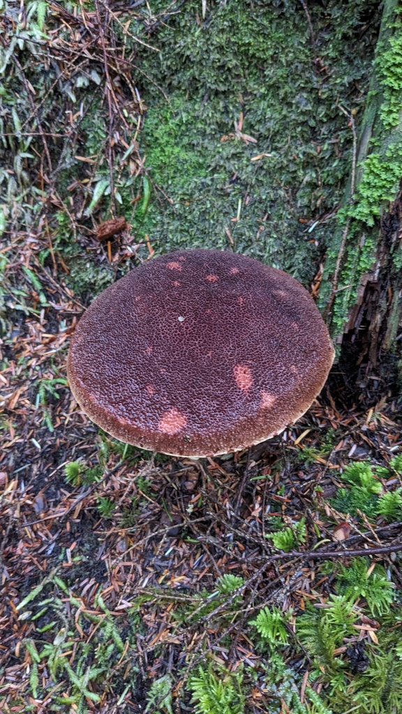 Aureoboletus mirabilis (Aureoboletus mirabilis)