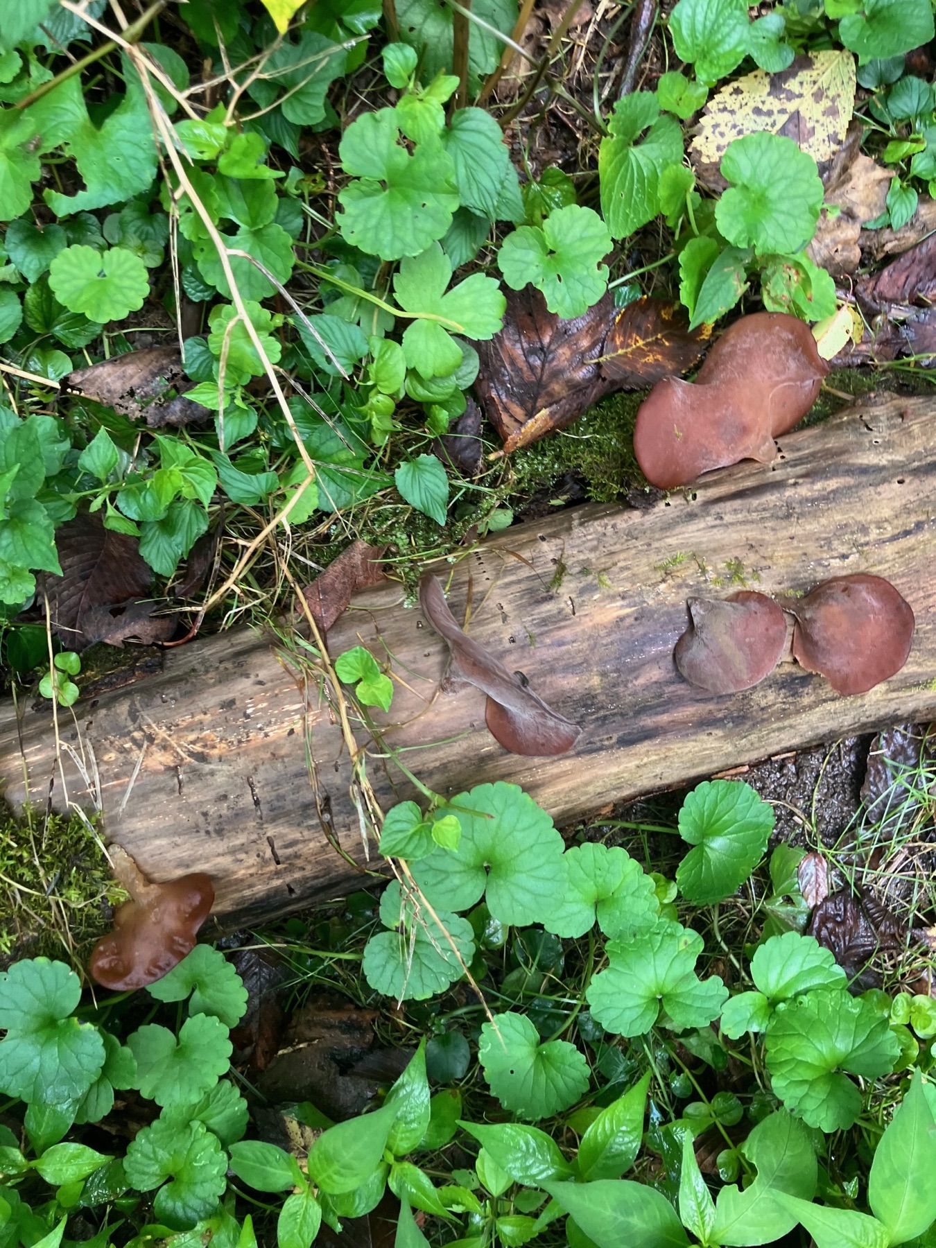 Auricularia angiospermarum (Auricularia angiospermarum)