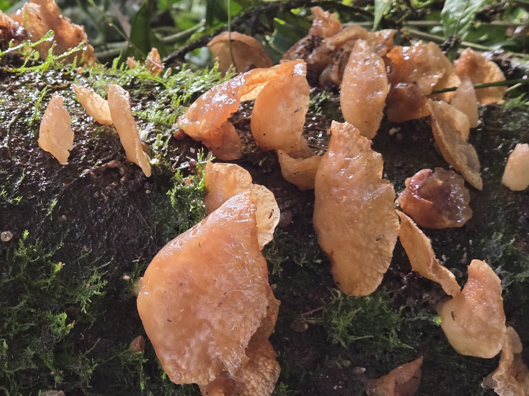 Auricularia delicata (Auricularia delicata)
