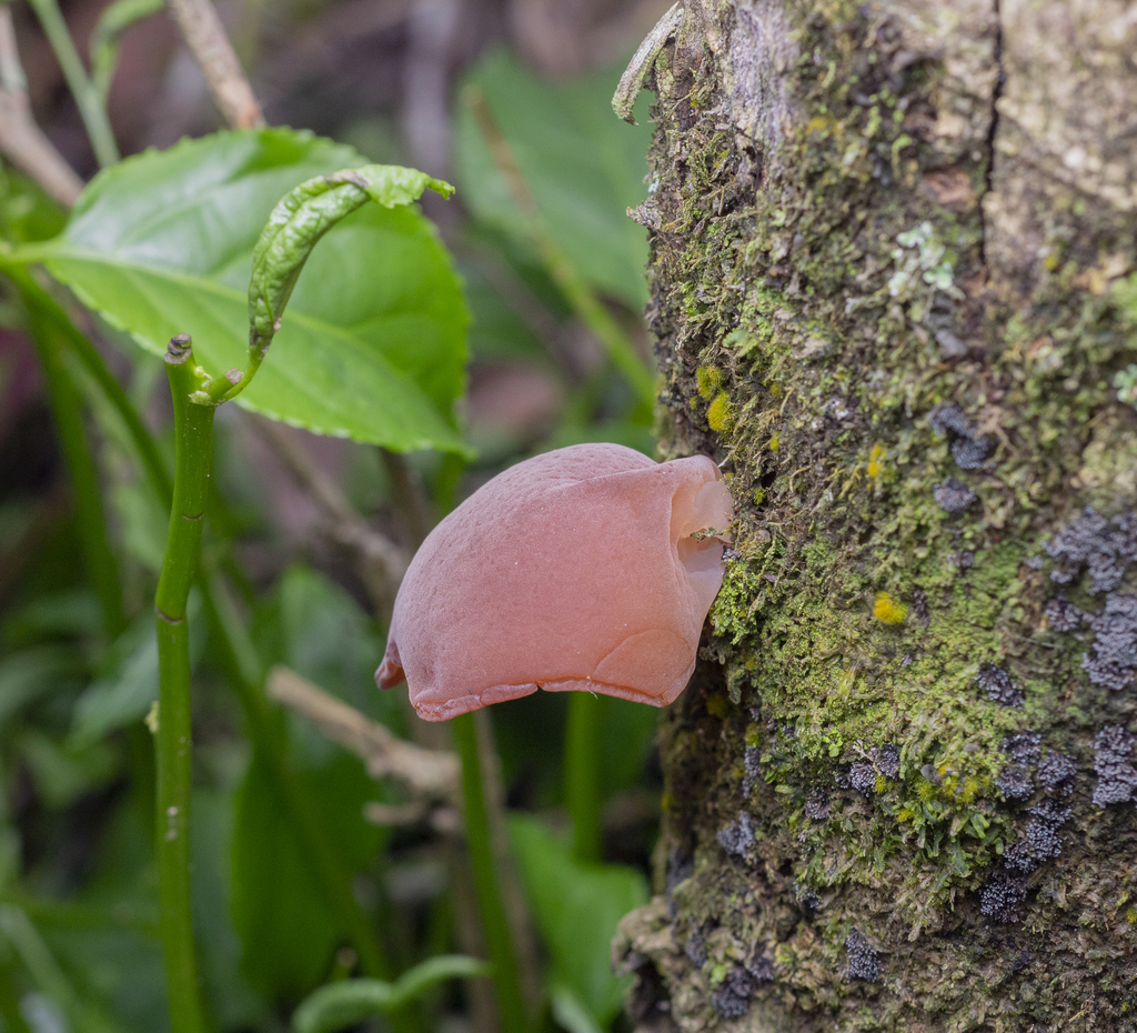 Auricularia fuscosuccinea (Auricularia fuscosuccinea)
