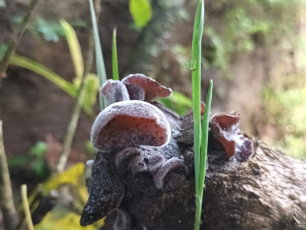 Auricularia polytricha (Auricularia polytricha)